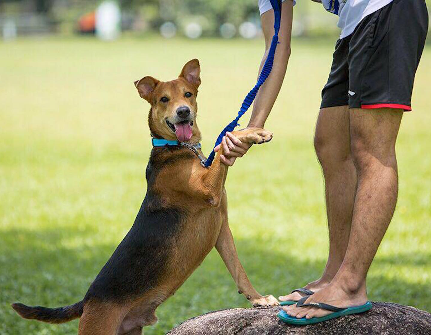 5 raisons d'adopter un spécial Singapour (et de célébrer avec Exclusively Mongrels Limited)