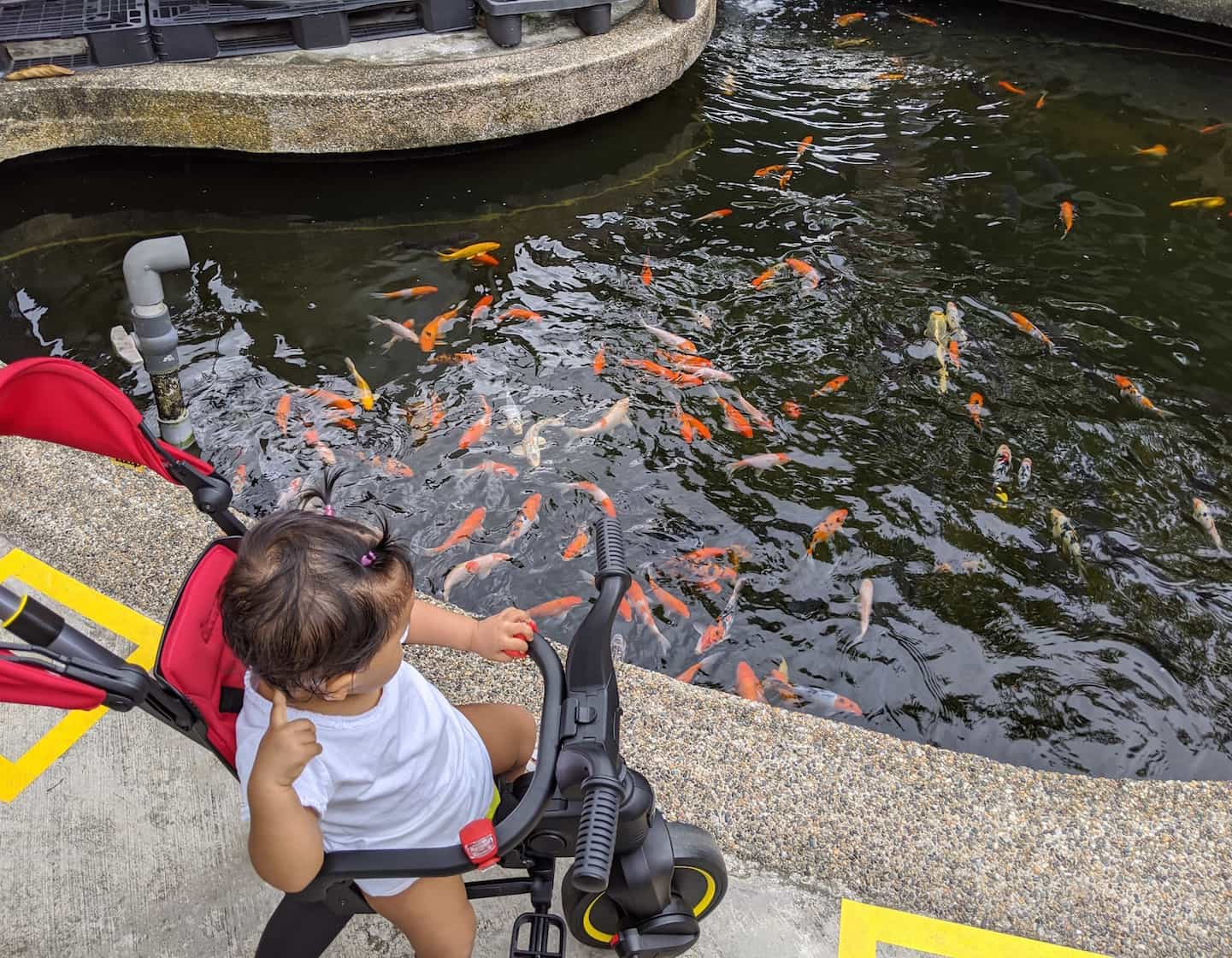 Guide adapté aux enfants de la ferme piscicole Qian Hu à Singapour : Longkang Fishing &amp; Fish Spa !