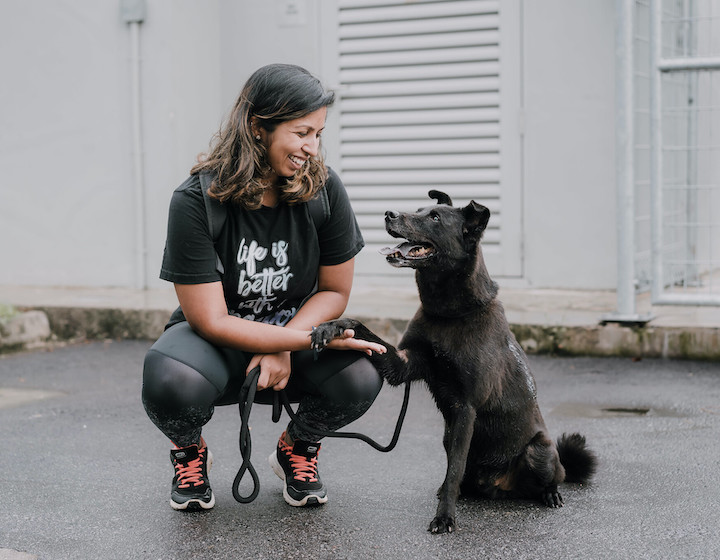 Comment adopter un chien à Singapour : relocalisation des chiens de sauvetage et adoption de chiots