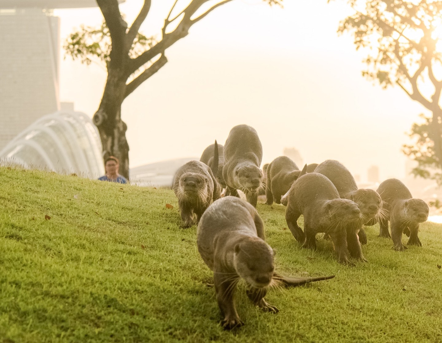 Où voir des animaux sauvages à Singapour : crocodiles, dauphins, loutres, singes et plus encore