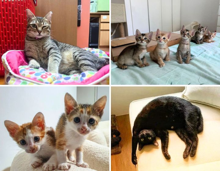 Adoption de chat à Singapour : refuges pour animaux et où adopter des chatons