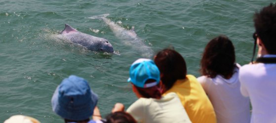 Visites d'observation des Dophins à Hong Kong