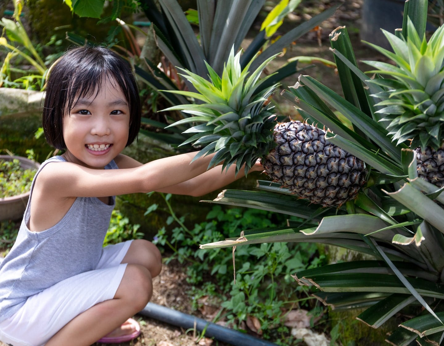 Ferme d'ananas biologique Go Green : ananas, terrains de jeux et alpagas