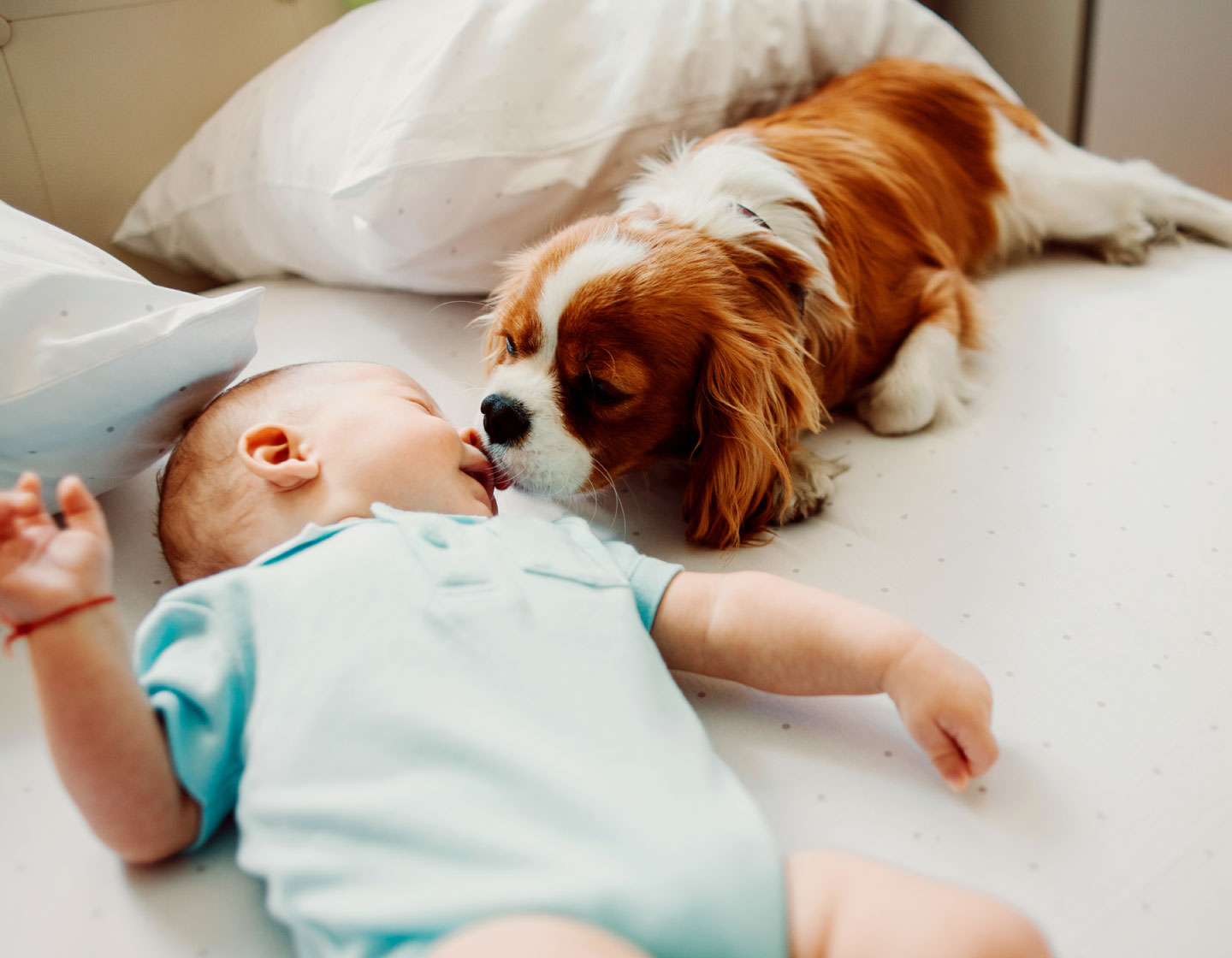 Ramener bébé à la maison et comment préparer votre animal de compagnie