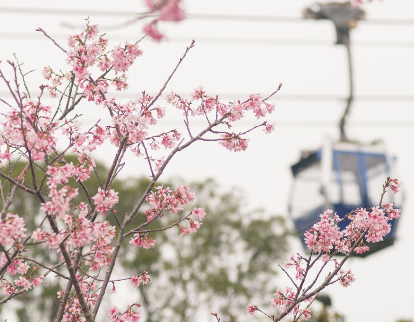 Les meilleurs spots de fleur de cerisier à Hong Kong