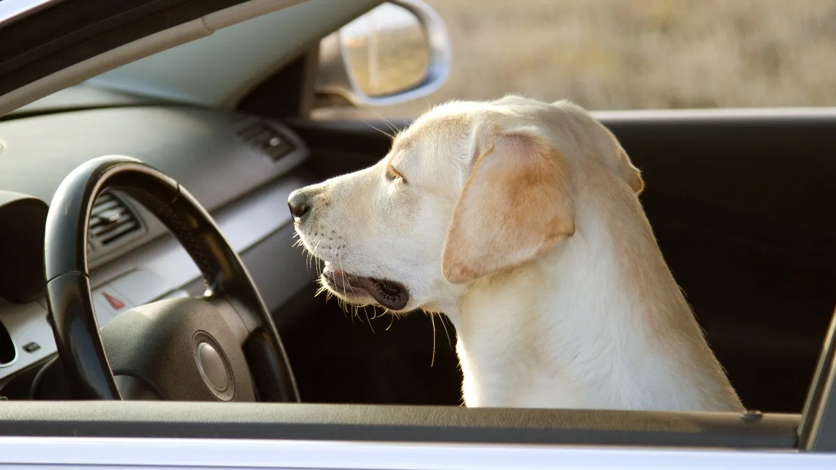 Bowie le chien Uber : rencontrez le célèbre chiot sur Internet et regardez ses moments réconfortants en tant que passager