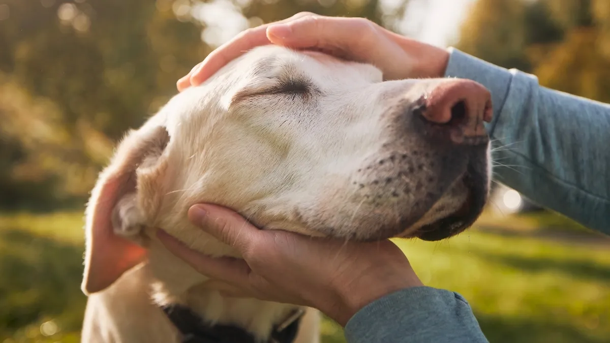 Les retrouvailles réconfortantes qui ont lieu entre les animaux de compagnie de Los Angeles et leurs propriétaires après les incendies