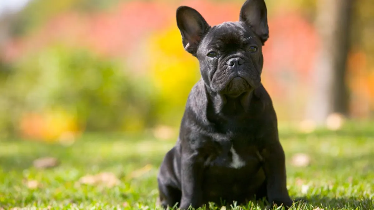 Des Bulldogs français aux mastiffs tibétains: les 10 reproches de chien les plus chères à posséder