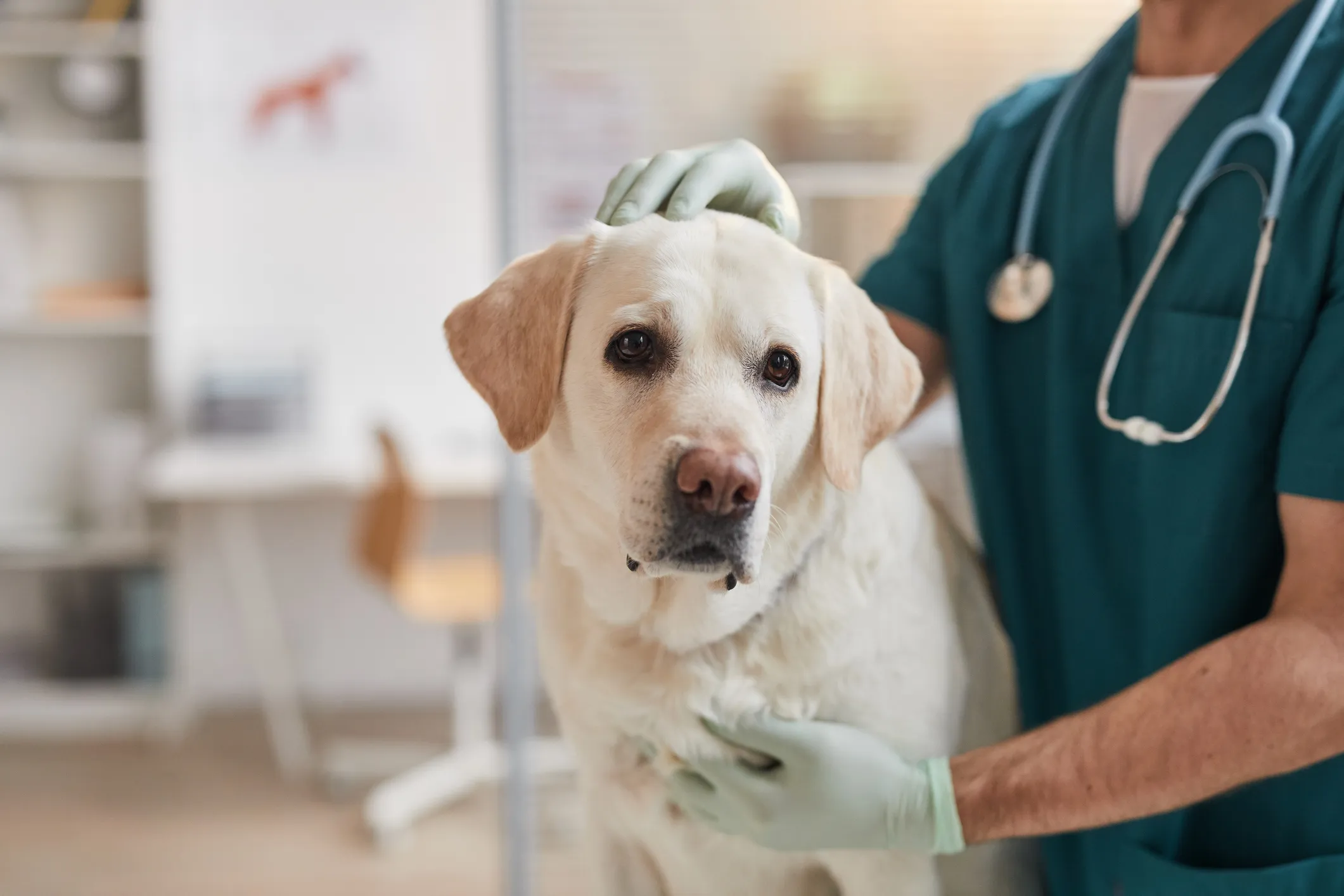 Save This Life Pet Microchip Company ferme: ce que les propriétaires doivent savoir