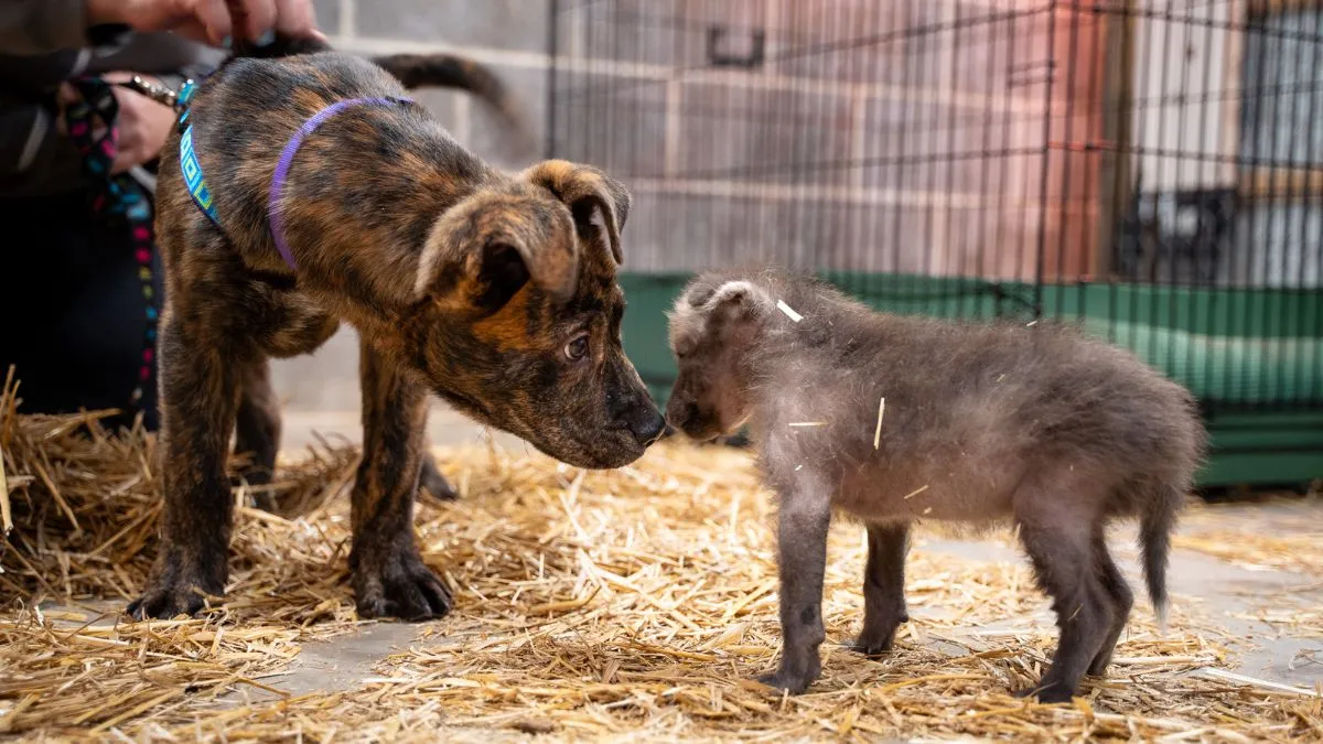 Orphelined Wolf Pup trouve un meilleur ami en chien de refuge 