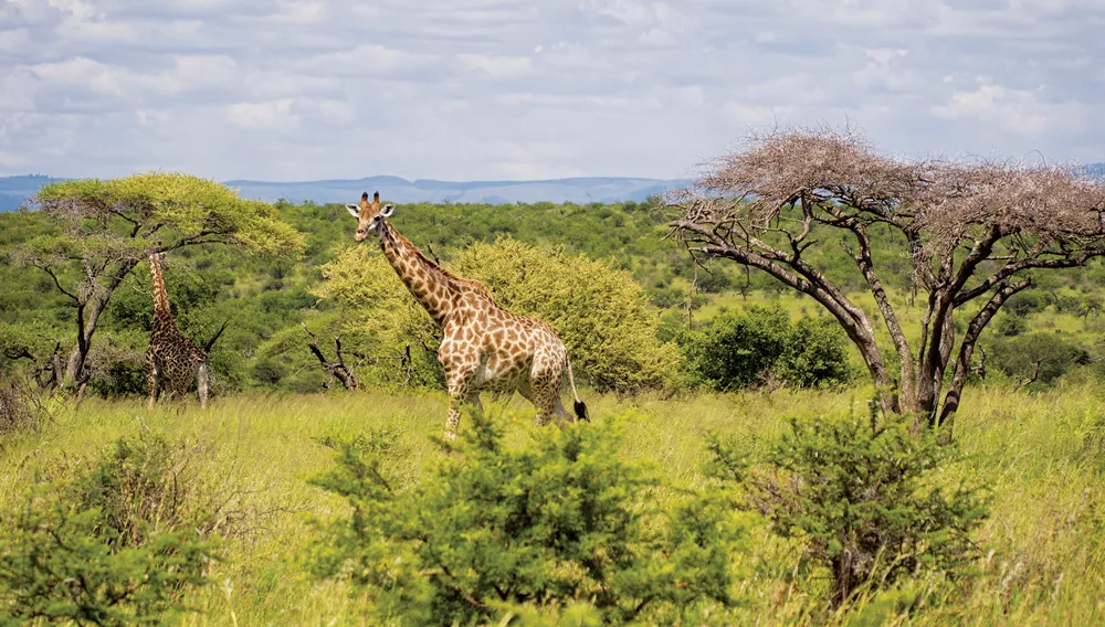 Parc national Kruger