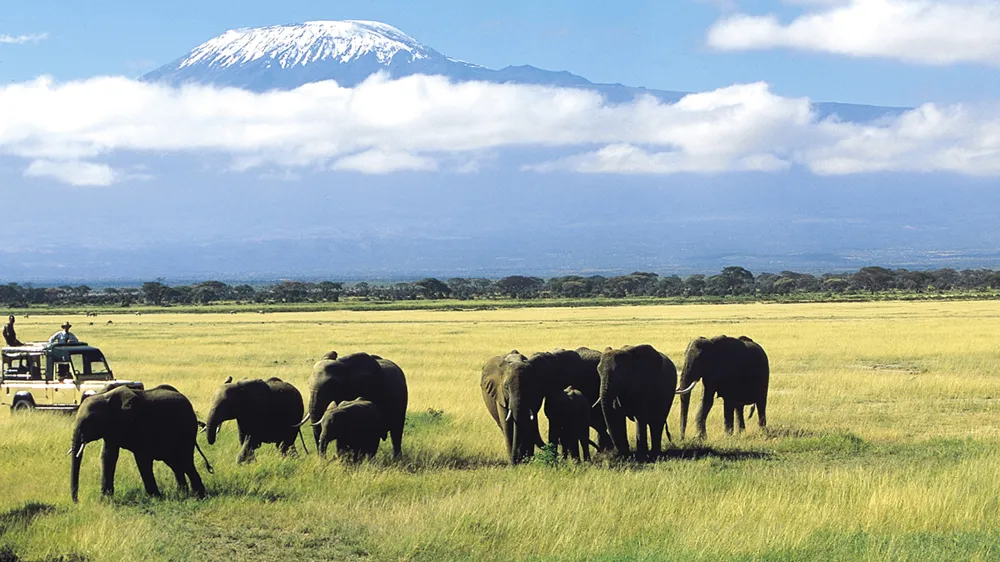 Sauvons les éléphants