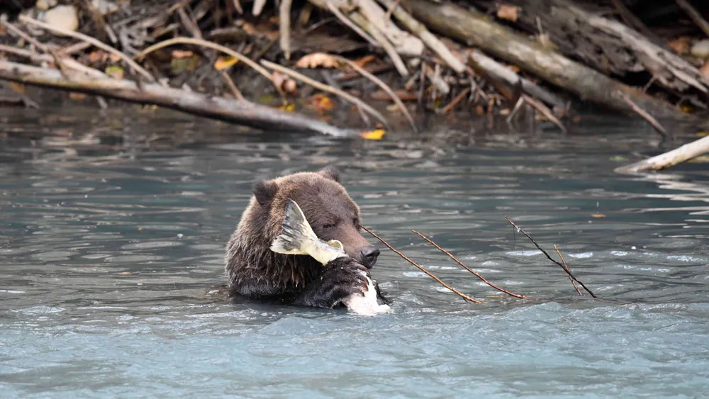 Nécessité de l'ours