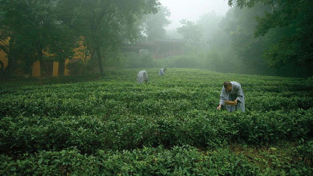 Boire du thé Longjing à Hangzhou