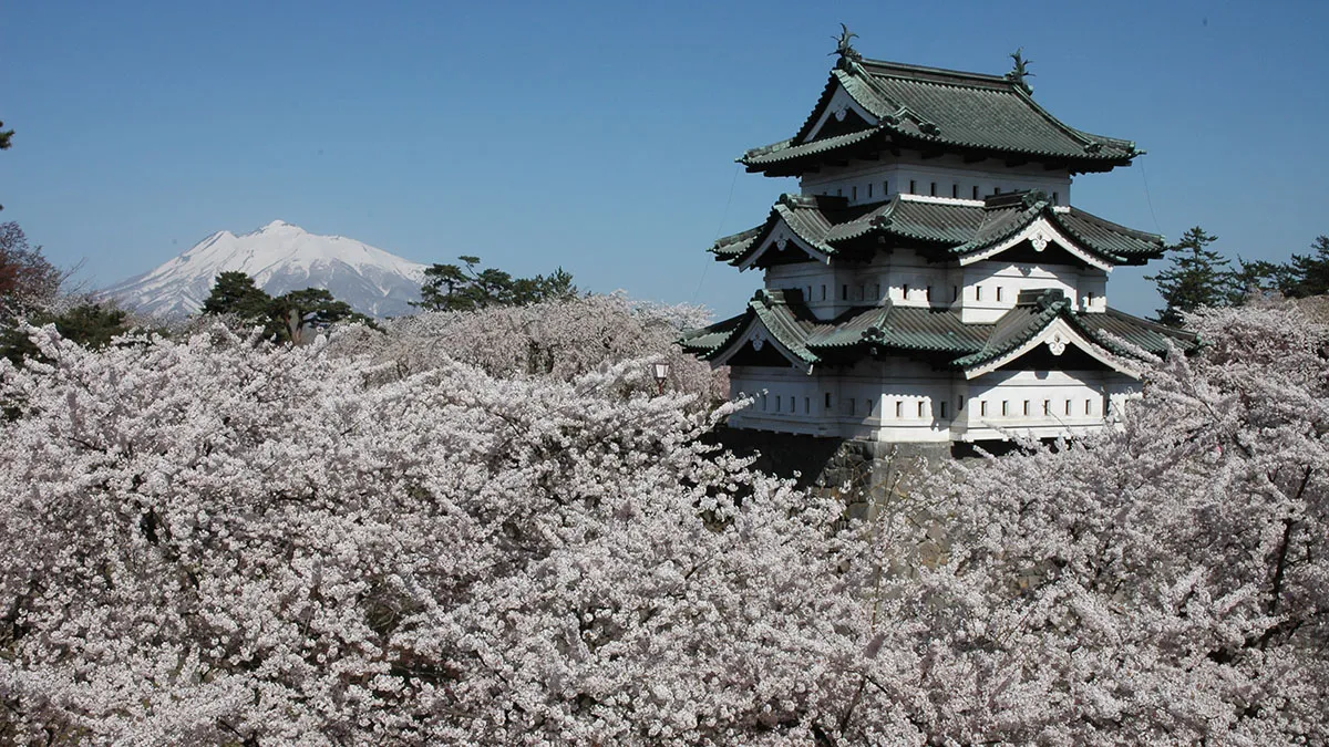 Le Japon est déjà complet pour la saison des fleurs de cerisier. Voici comment vous pouvez toujours y aller.