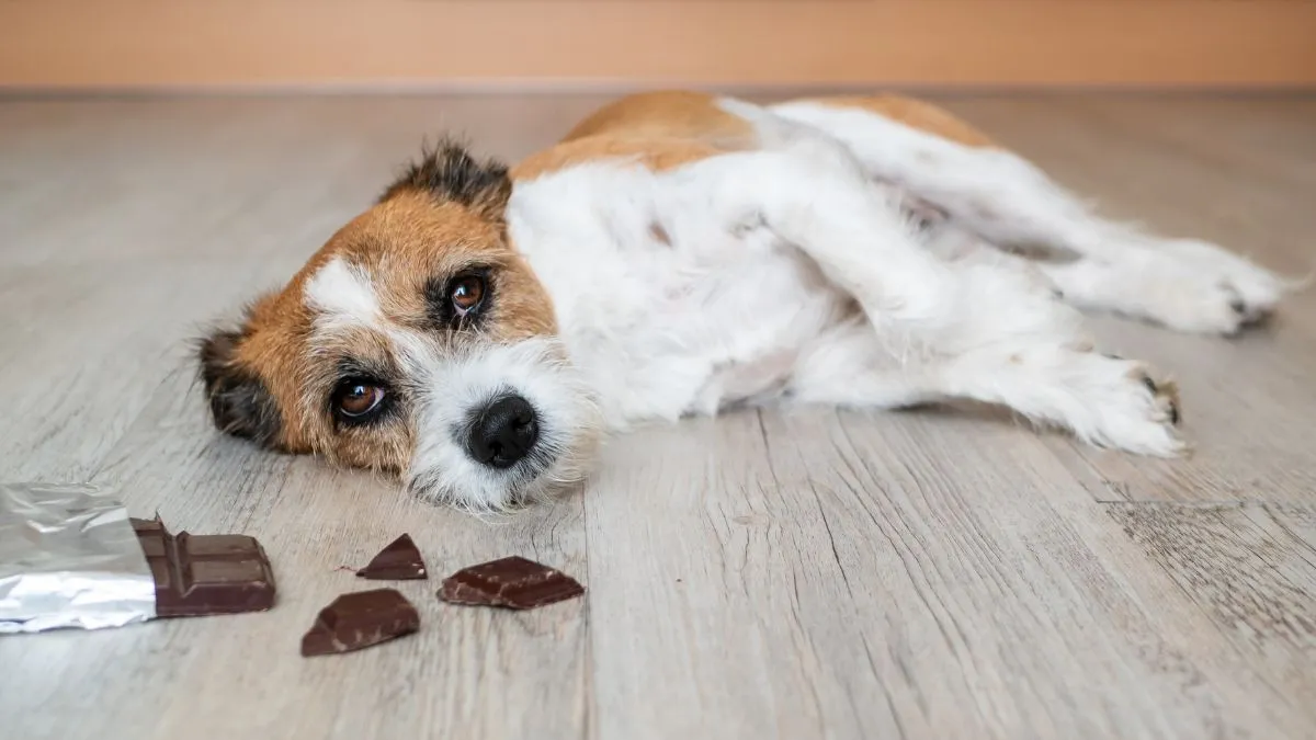 À quel point est-ce grave si votre chien mange du chocolat ? Un vétérinaire partage ce que les parents d'animaux de compagnie devraient savoir