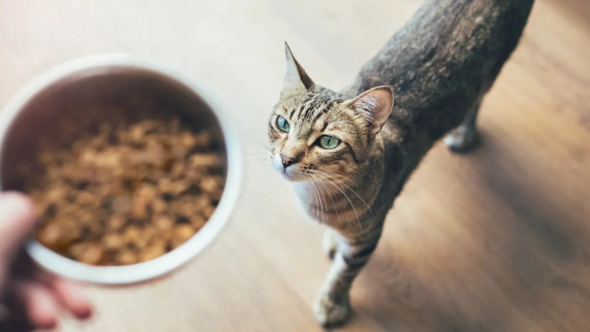 Rappel urgent d'aliments pour chats en raison de la grippe aviaire : voici ce que les propriétaires d'animaux doivent savoir