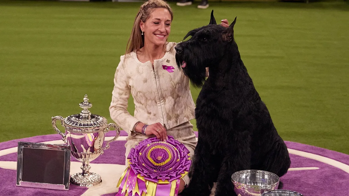 Le gagnant du meilleur dans le spectacle de Westminster est un schnauzer géant! En savoir plus sur cette race majestueuse