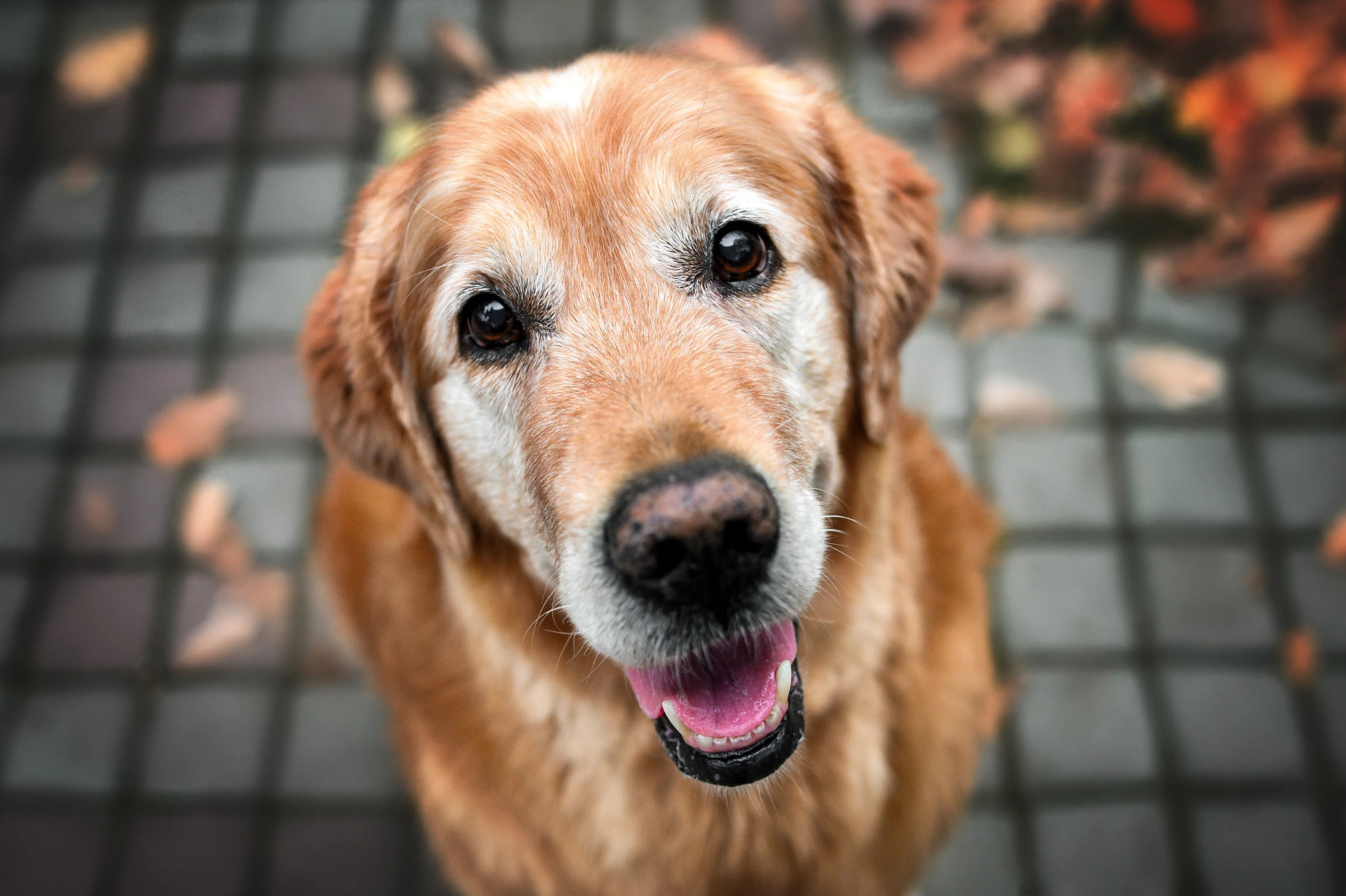 Ce jouet de Kong `` Changeur '' est spécialement conçu pour les chiens plus âgés qui aiment toujours mâcher et jouer